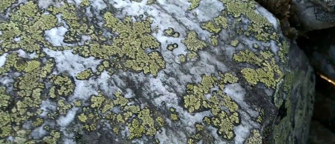 Androsace helvetica leaf