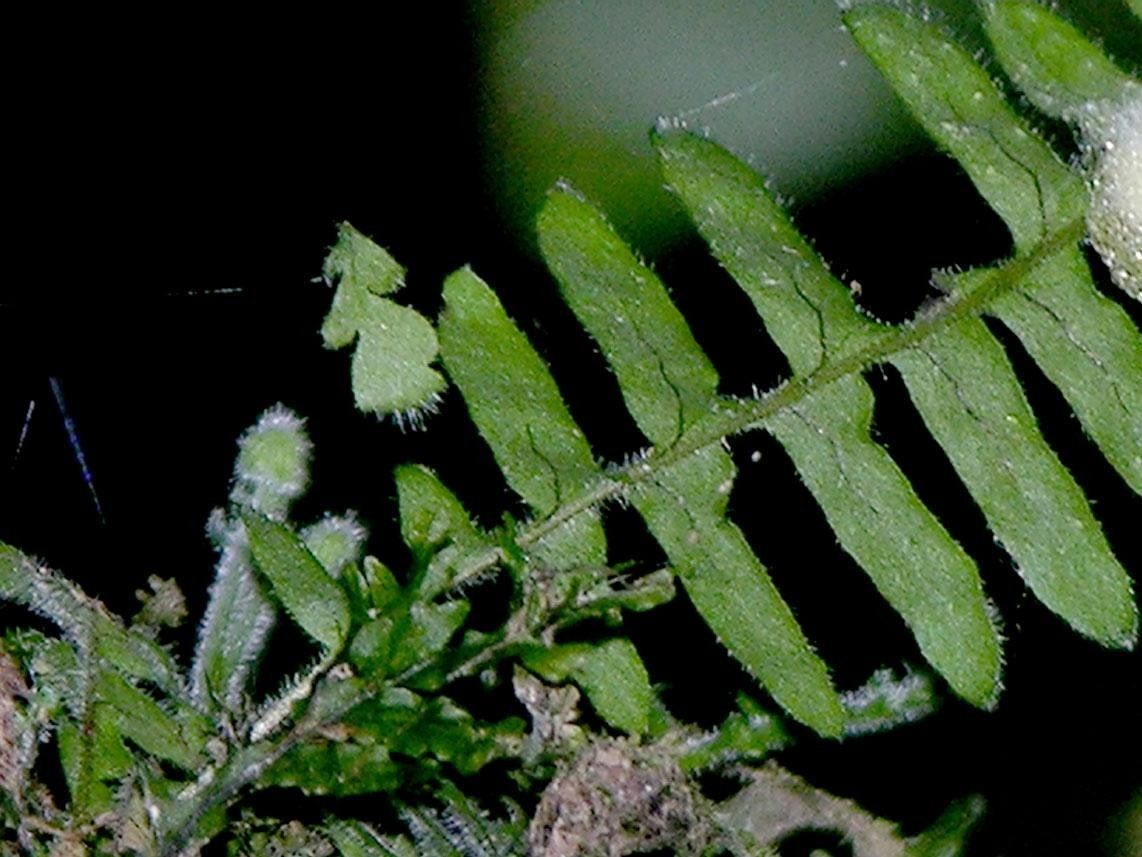 Pecluma hygrometrica leaf