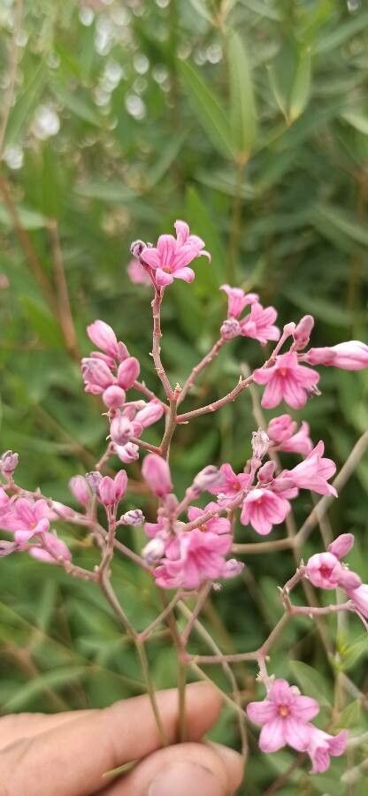 Apocynum venetum flower