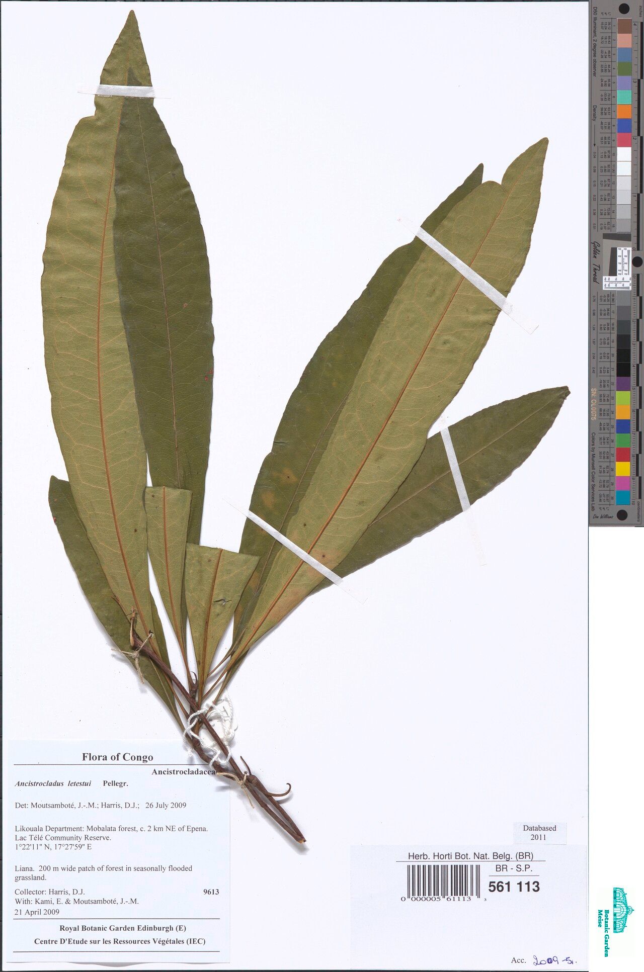 Ancistrocladus letestui — houseplant care guide