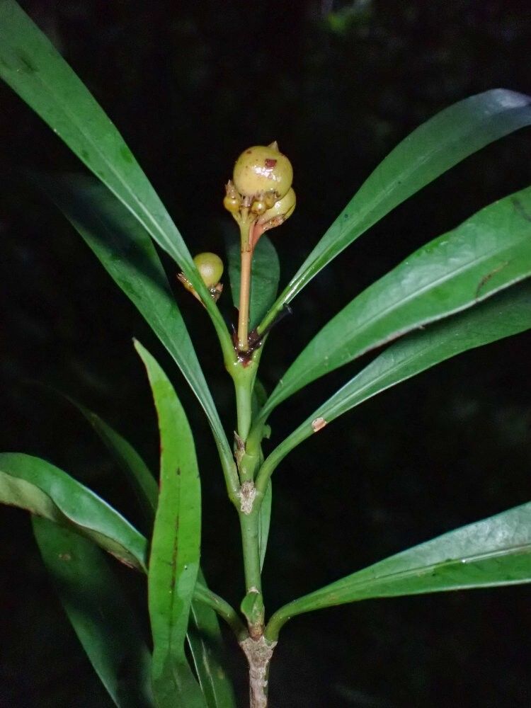 Ixora inundata — search result for 'Ixora'