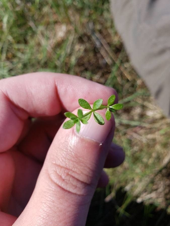 Galium divaricatum — search result for 'Galium'