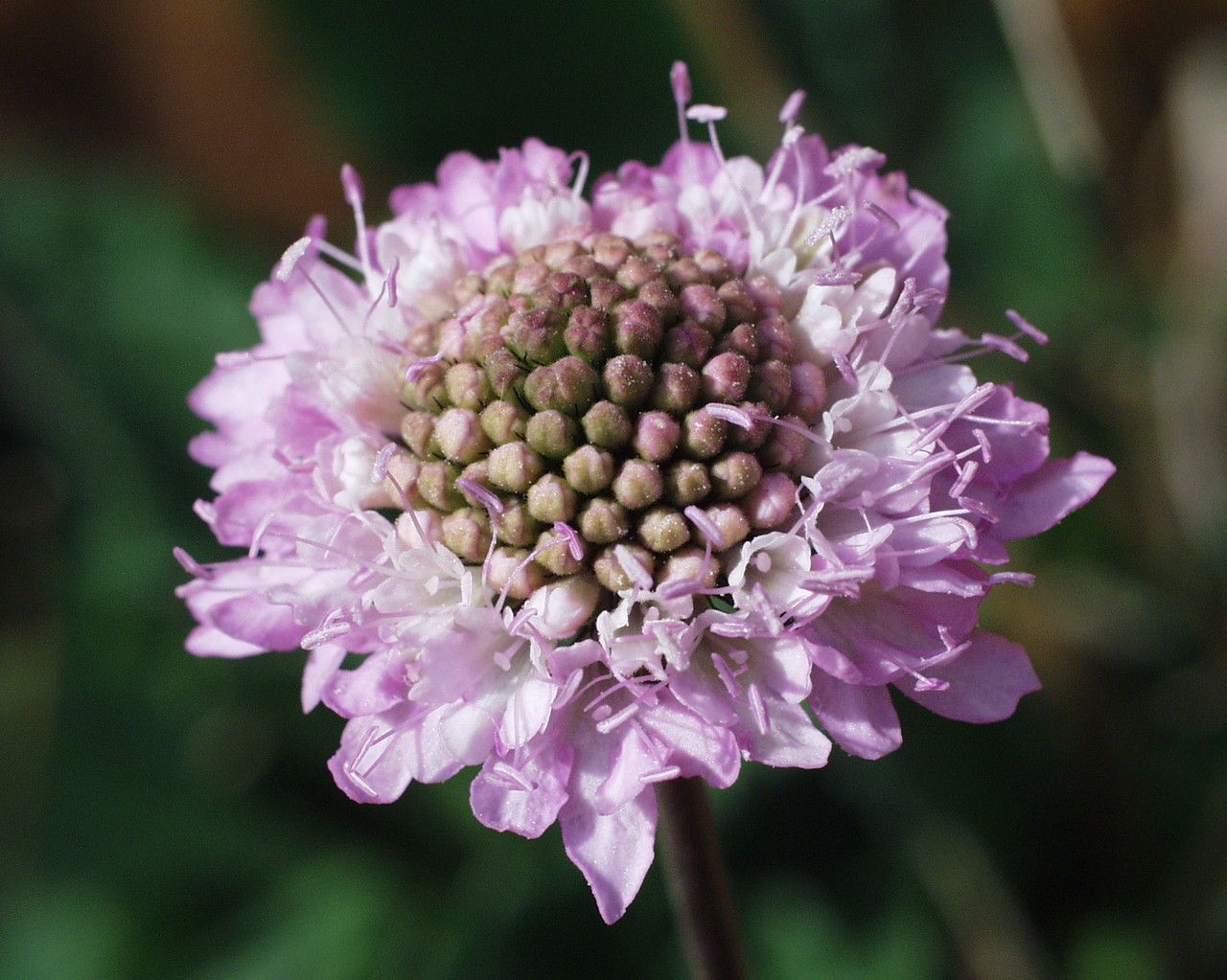 Sixalix farinosa flower