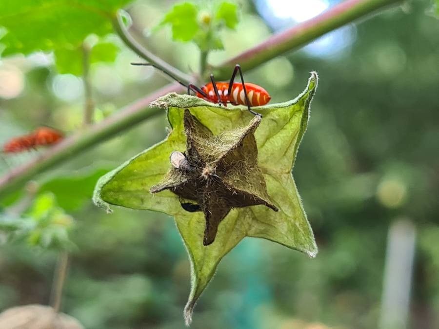 Hibiscus vitifolius fruit