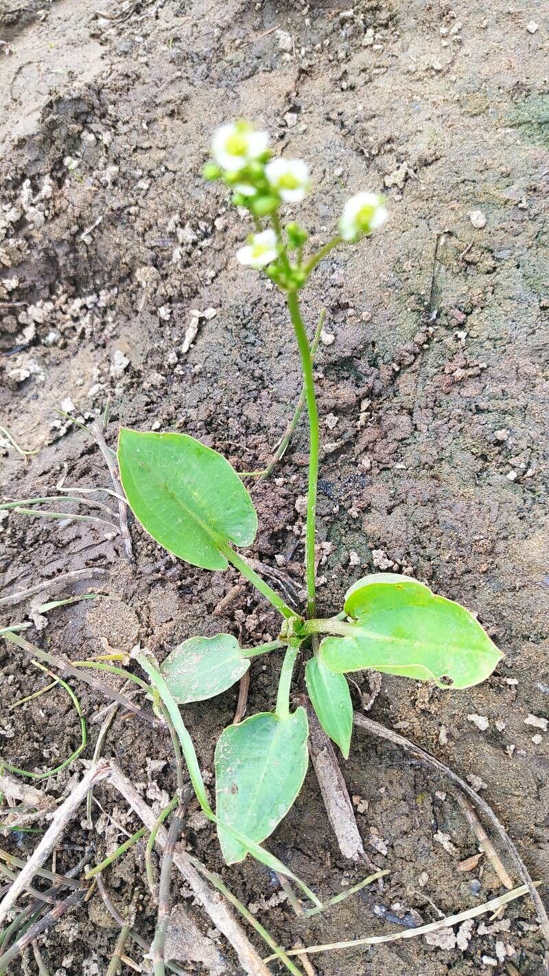 Alisma triviale habit