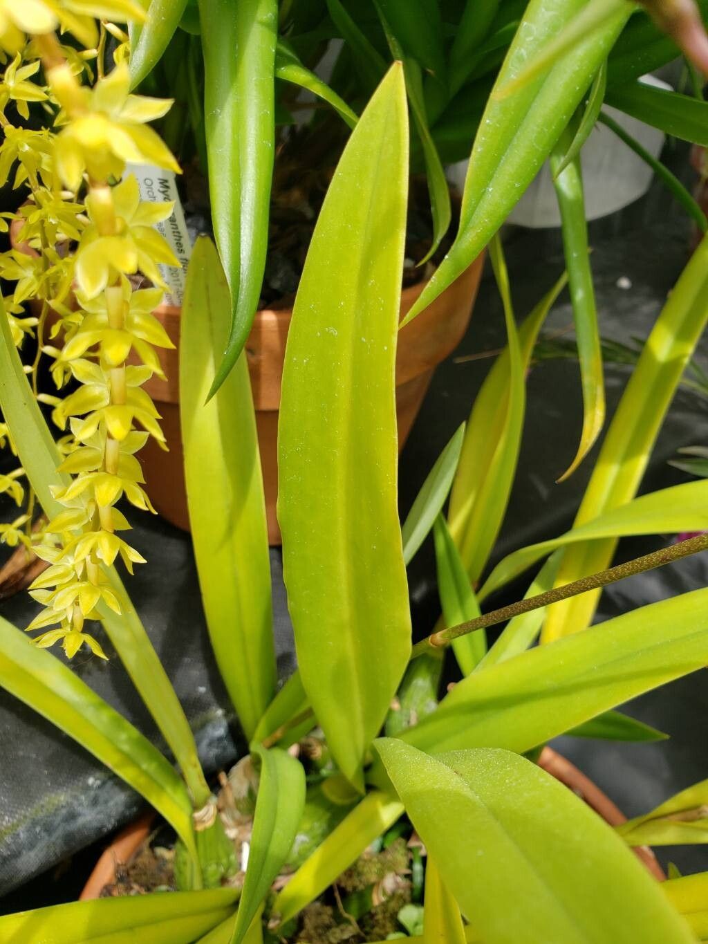 Encyclia plicata leaf