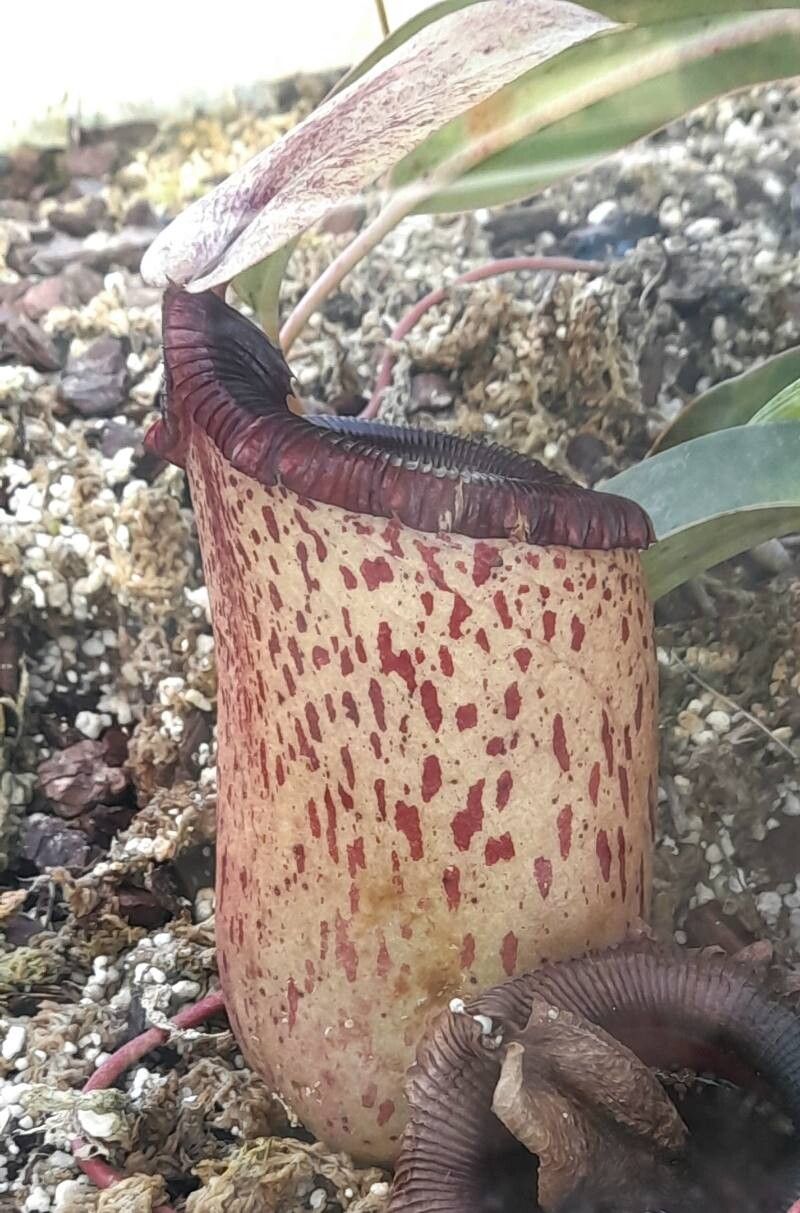 Nepenthes sibuyanensis — search result for 'Nepenthes'