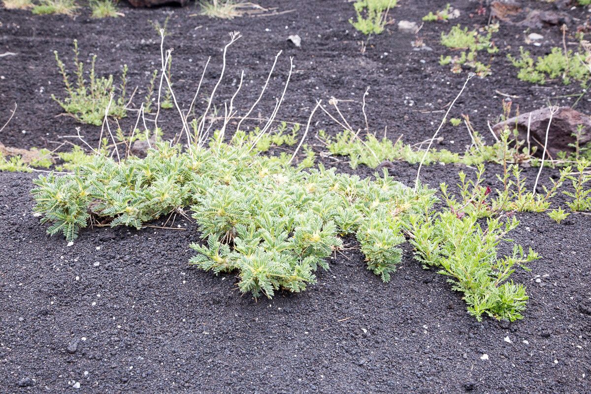 Astragalus siculus habit