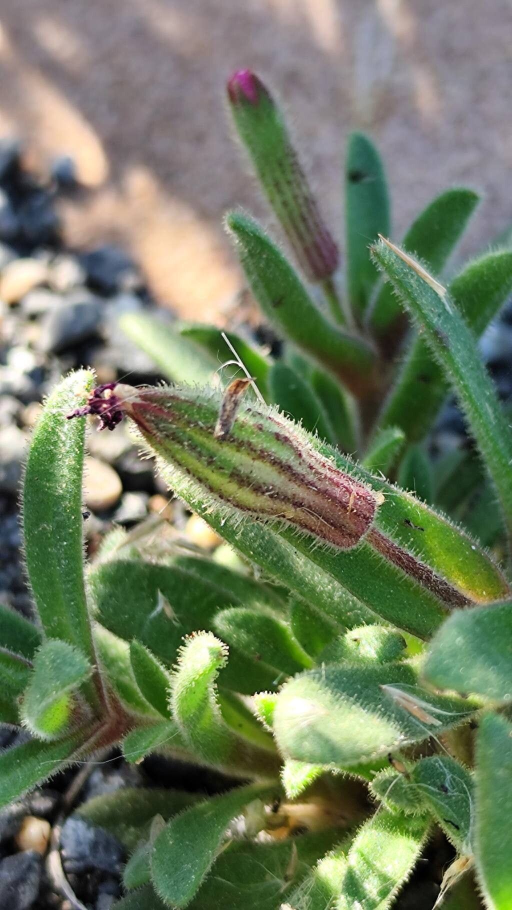 Silene cambessedesii — houseplant care guide