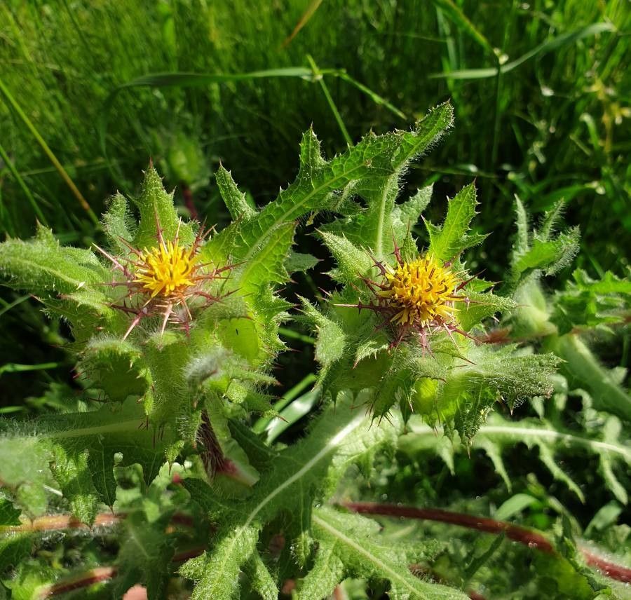Centaurea benedicta flower