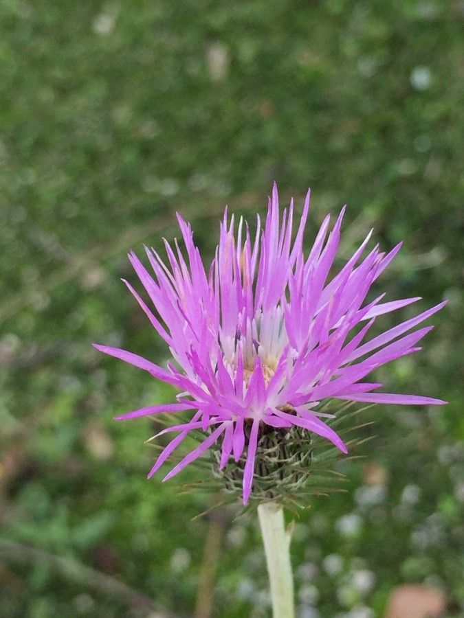 Galactites tomentosa flower