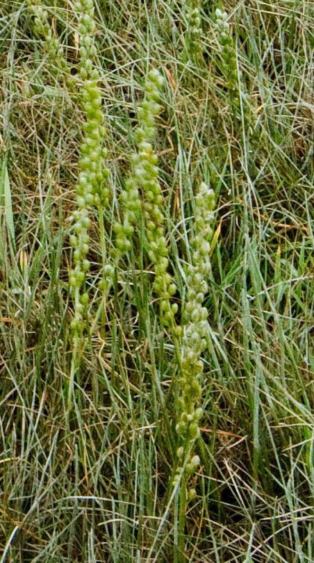 Triglochin maritima fruit