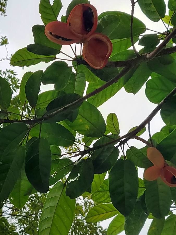 Sterculia parviflora — search result for 'Singapore'
