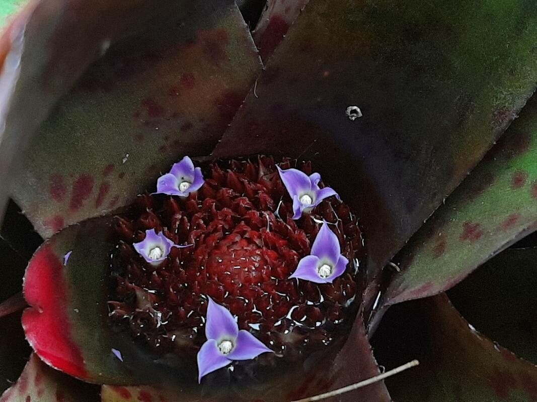 Neoregelia spectabilis flower
