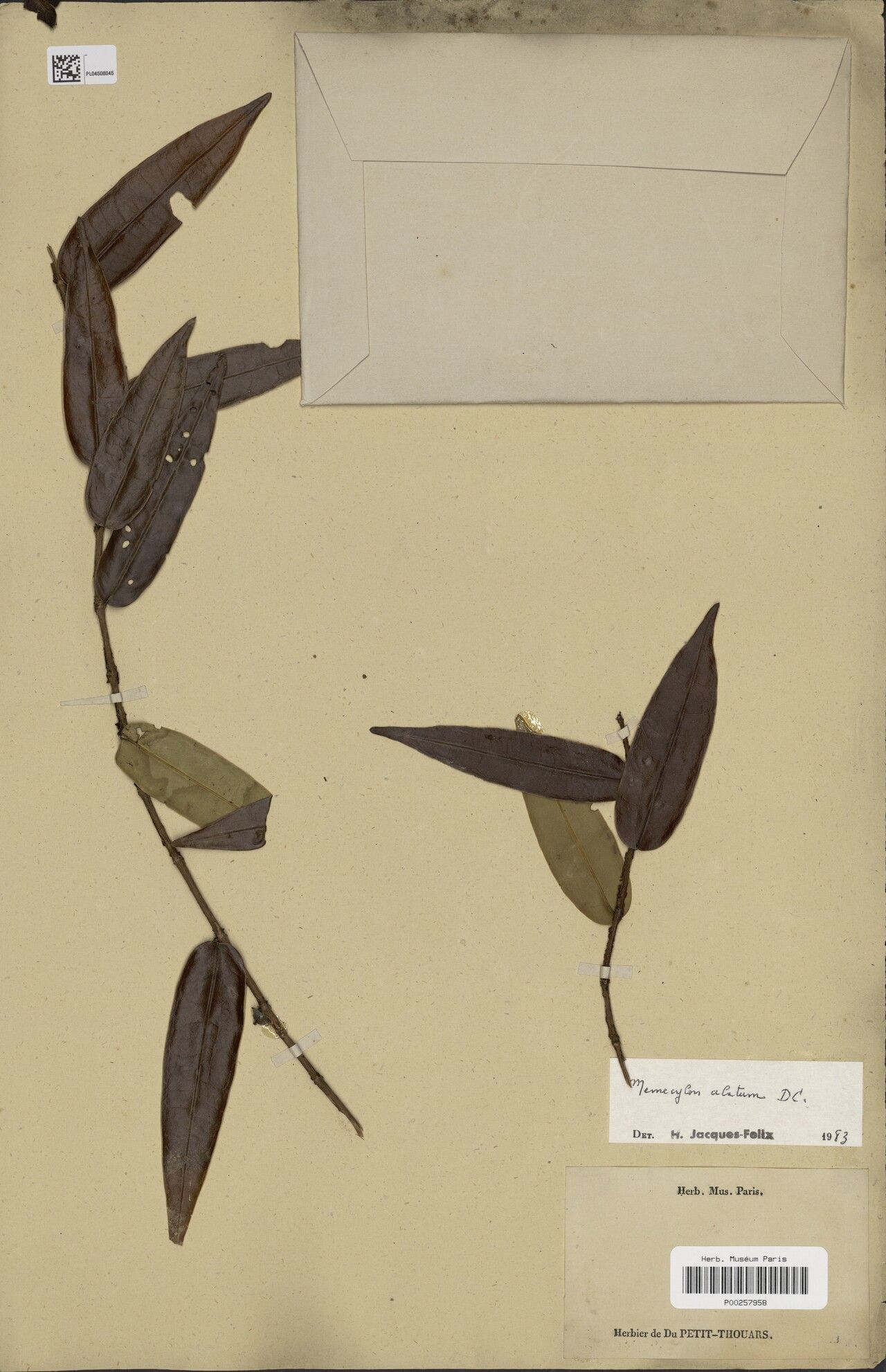 Memecylon alatum — related species from the same genus