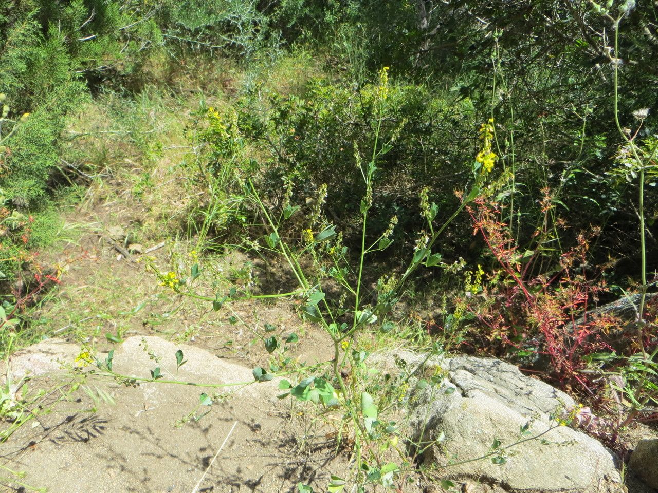 Trigonella elegans — houseplant care guide