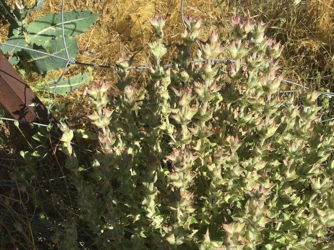 Salvia aethiopis fruit