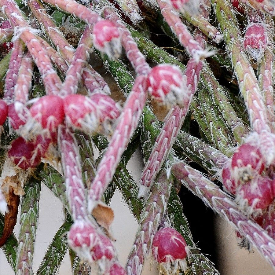 Rhipsalis pilocarpa fruit