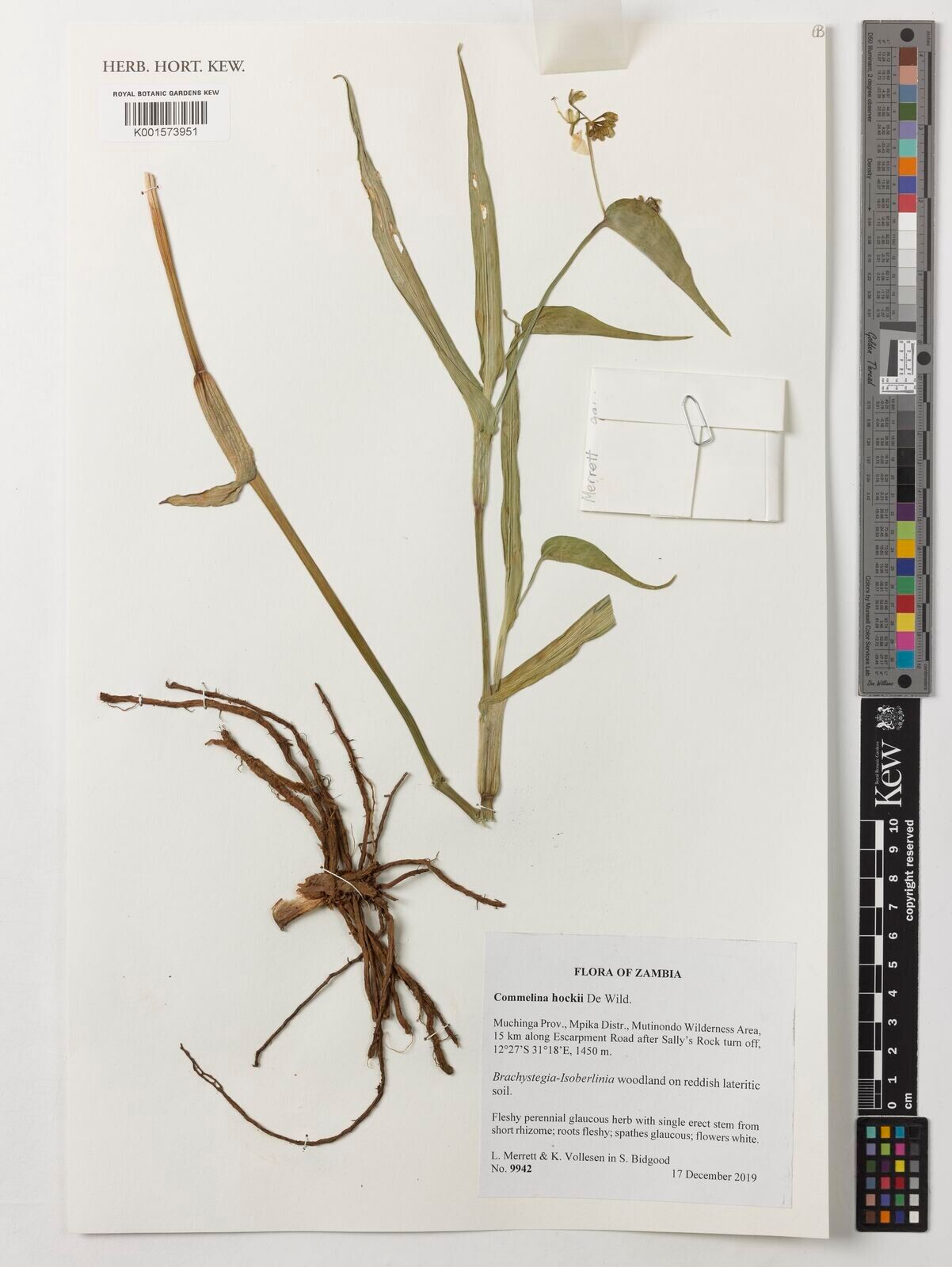 Commelina hockii — houseplant care guide