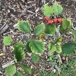 Crataegus chrysocarpa