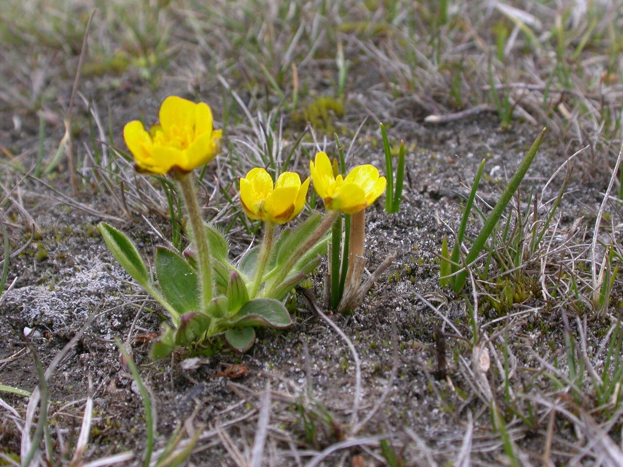 Ranunculus sericeus habit