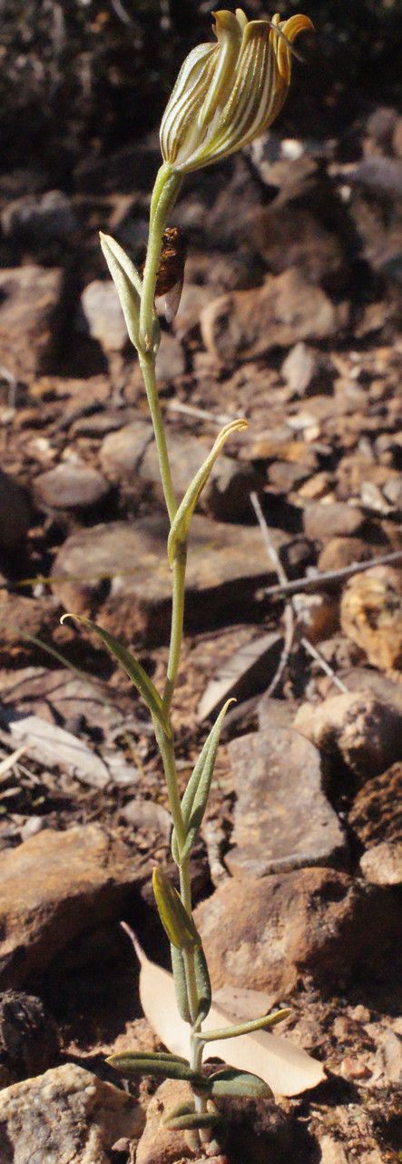 Pterostylis recurva habit