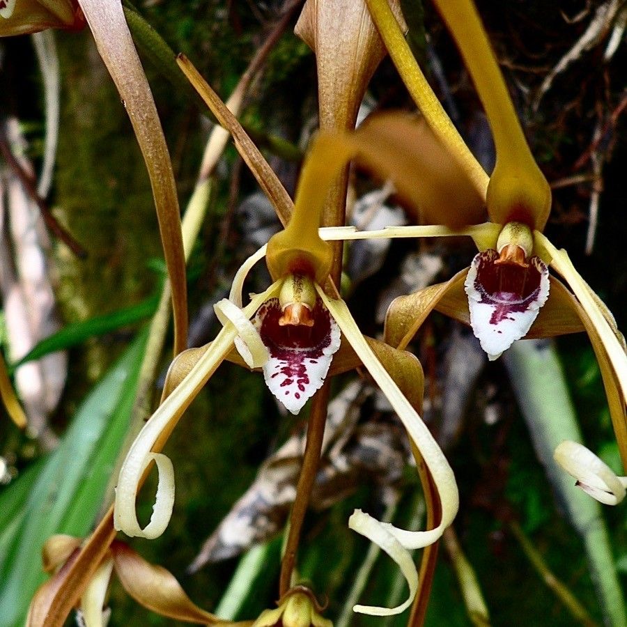 Maxillaria fractiflexa — houseplant care guide