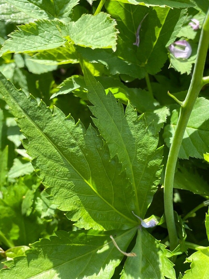 Cardamine pentaphyllos leaf