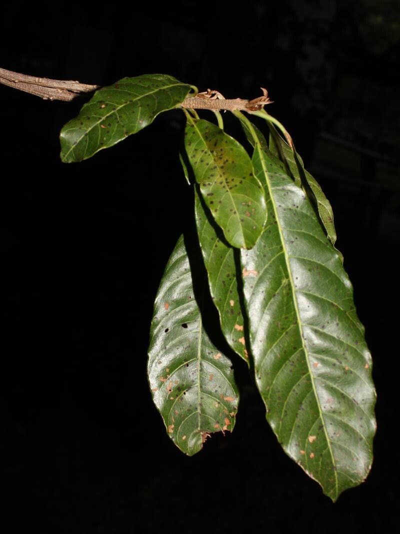 Sideroxylon portoricense leaf