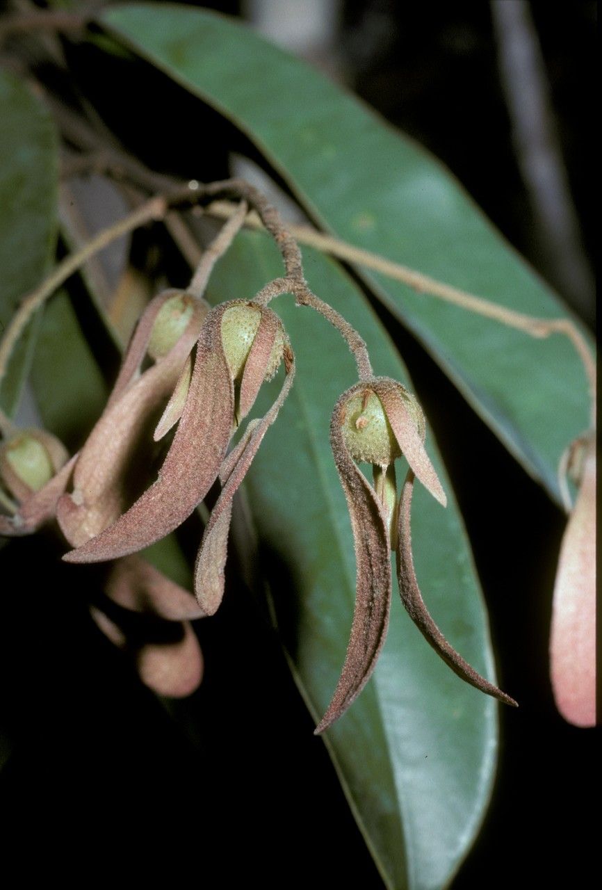Cotylelobium burckii fruit