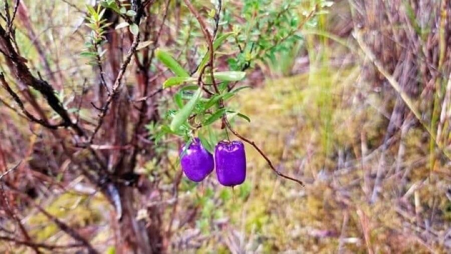 Billardiera longiflora fruit