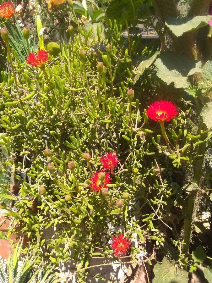 Drosanthemum speciosum — search result for 'Drosanthemum'