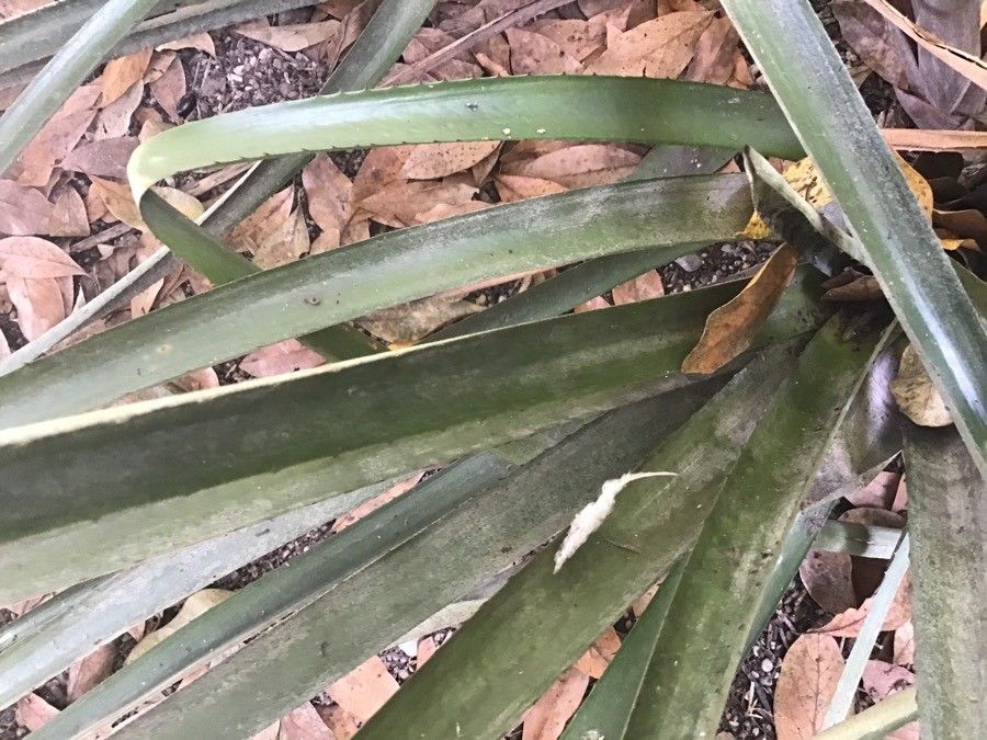 Aechmea distichantha — search result for 'Uruguay'