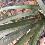 Aechmea distichantha