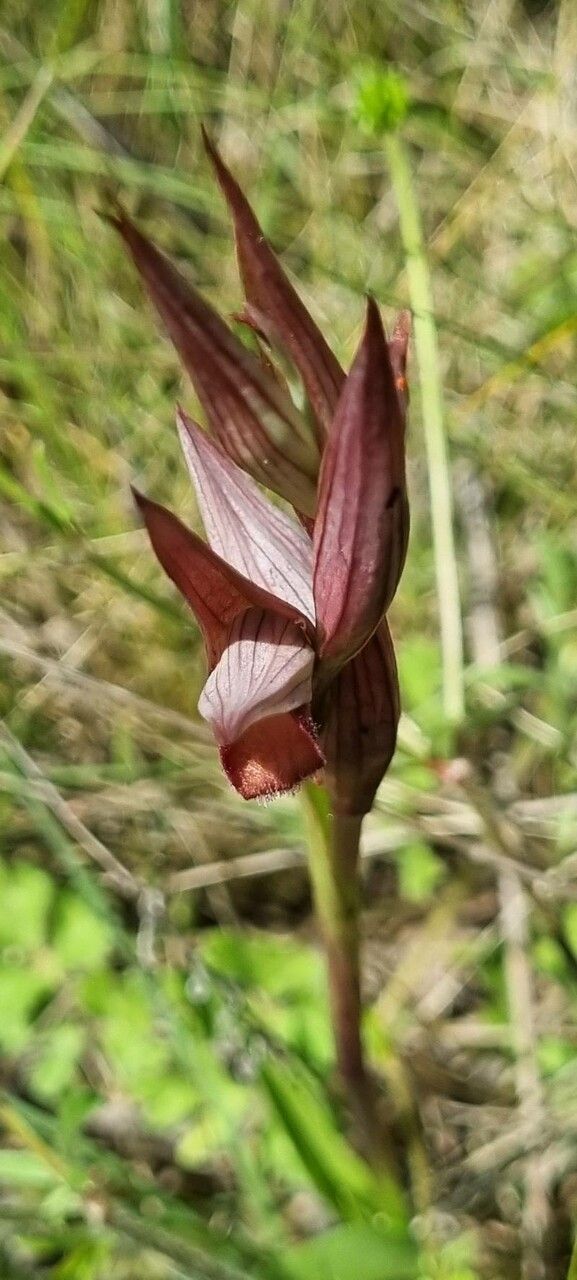 Serapias strictiflora — houseplant care guide