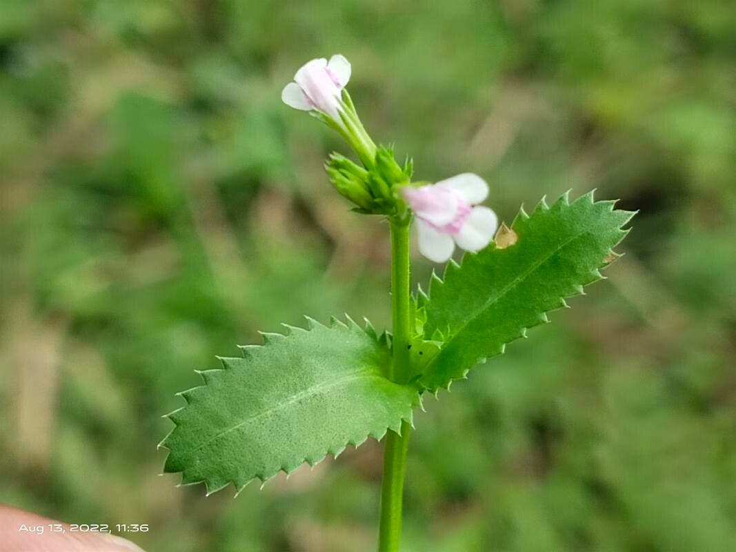 Lindernia ciliata flower