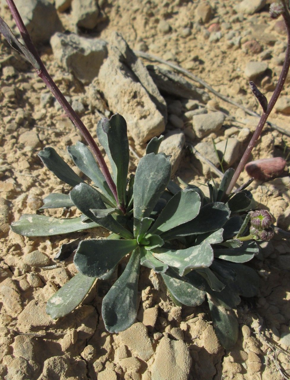Jacobaea auricula habit