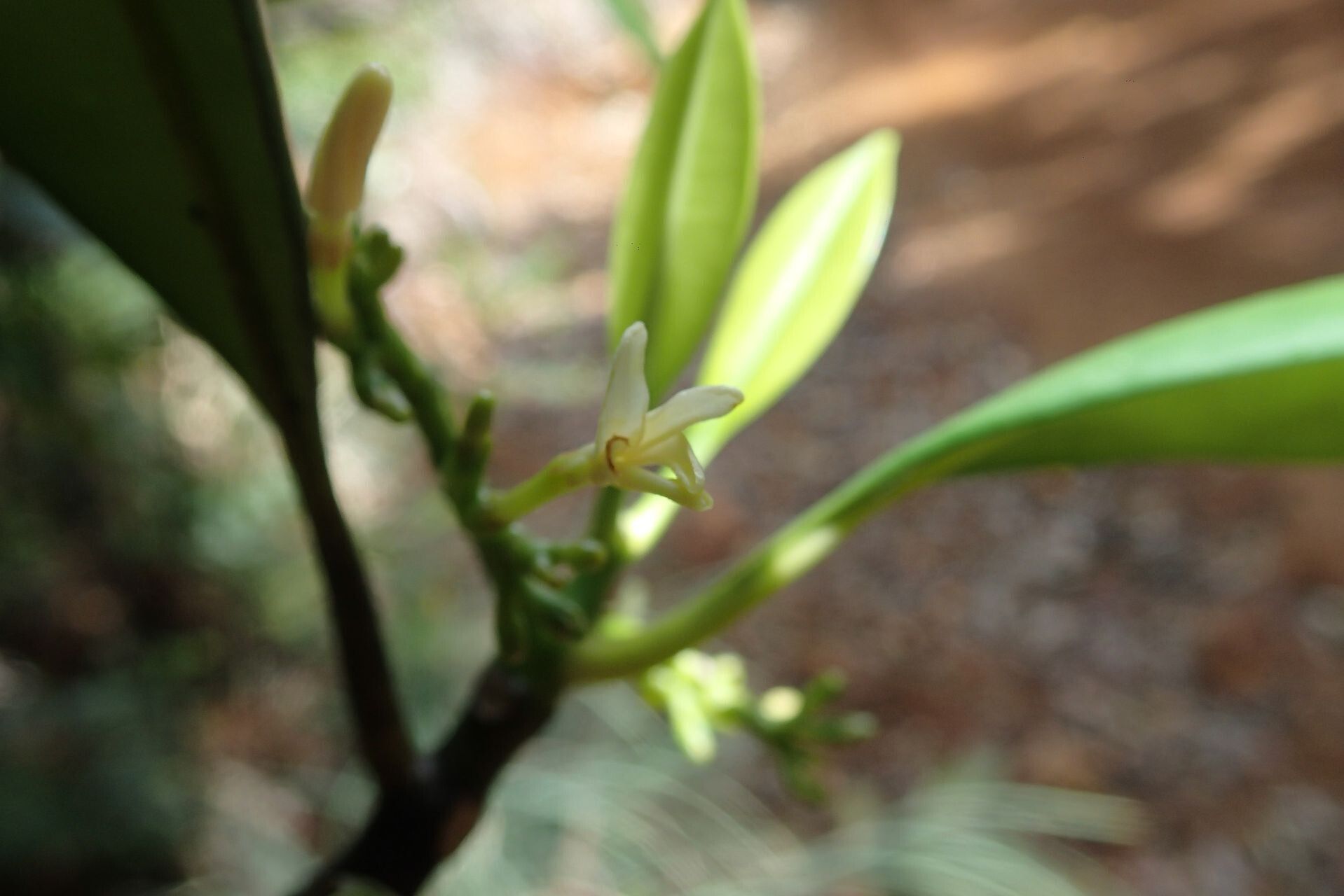 Ochrosia balansae flower