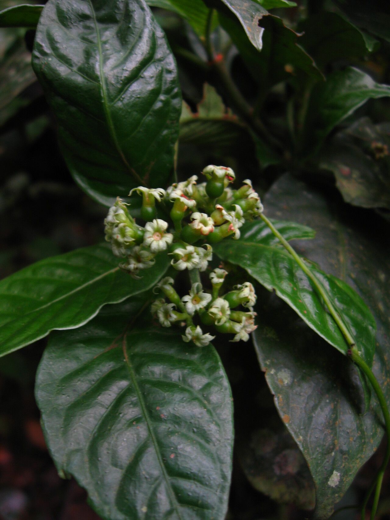Psychotria letouzeyi fruit