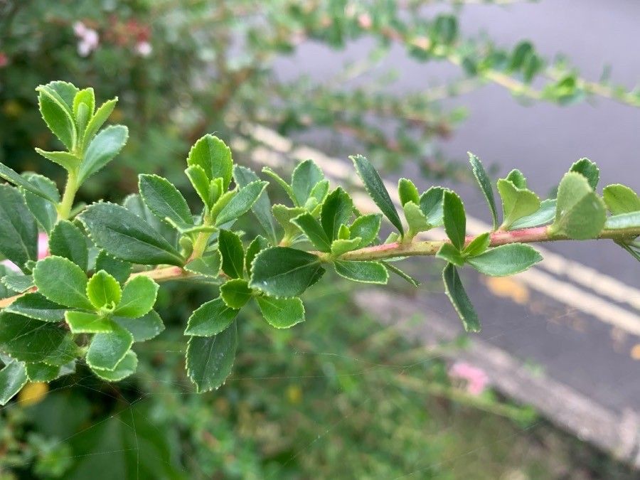 Escallonia virgata — search result for 'Escallonia'