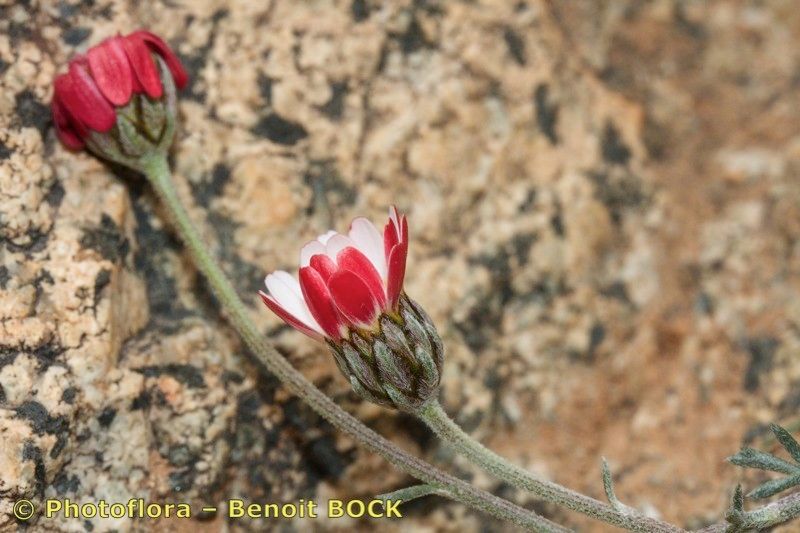 Rhodanthemum atlanticum other