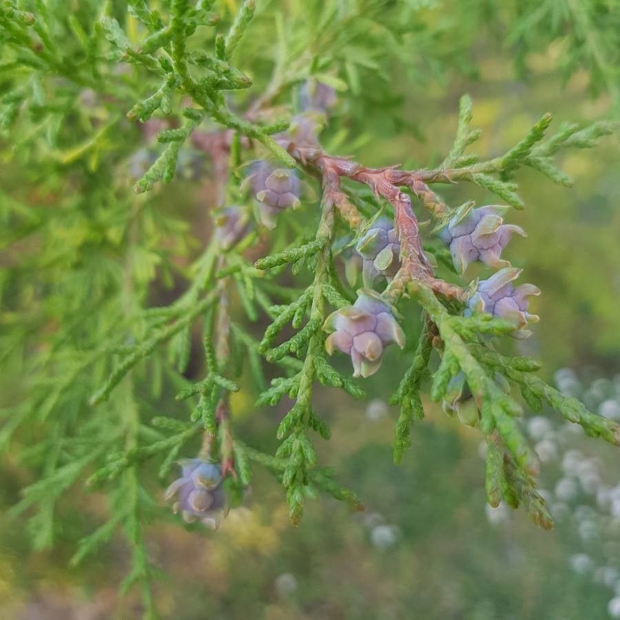 Cupressus lusitanica flower
