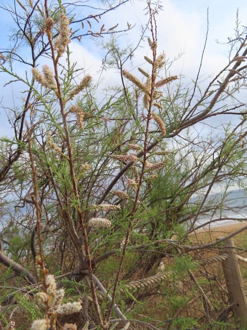 Tamarix boveana other