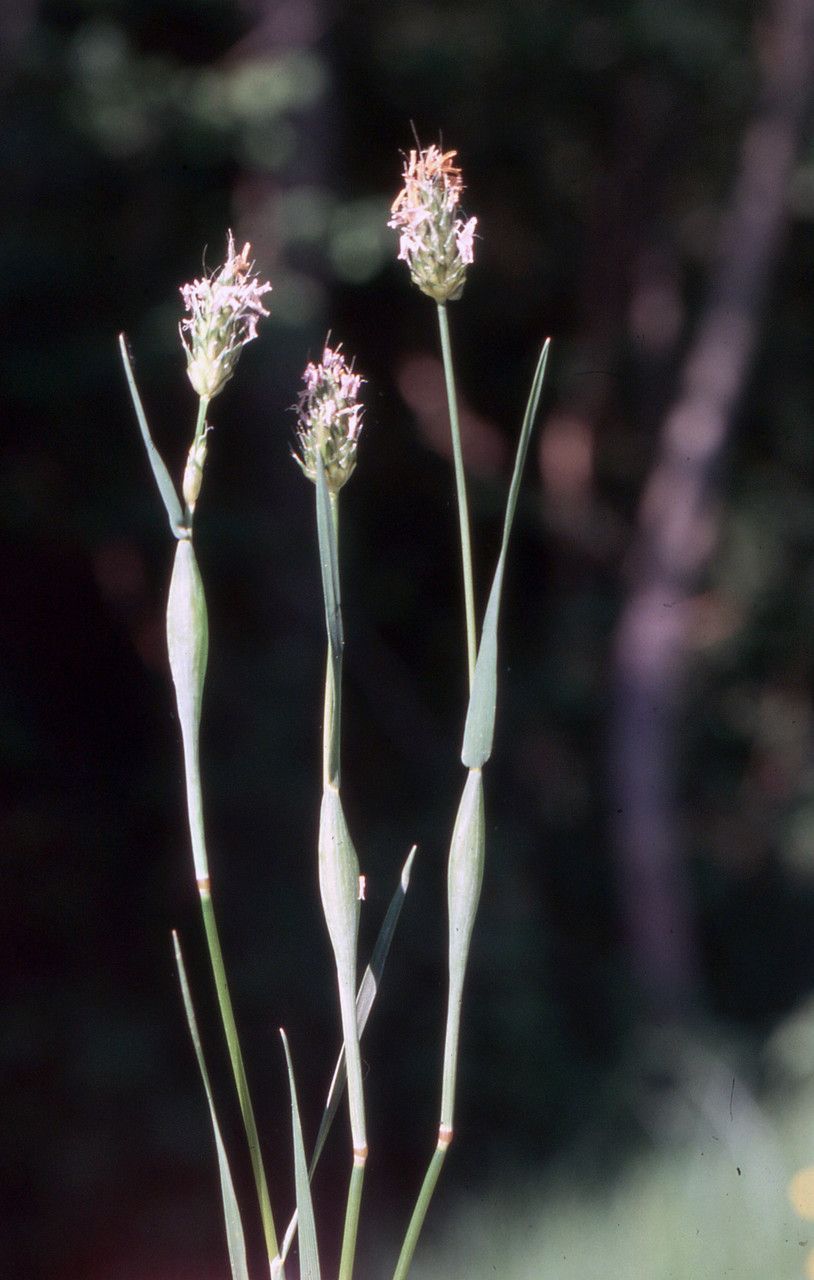 Alopecurus utriculatus habit