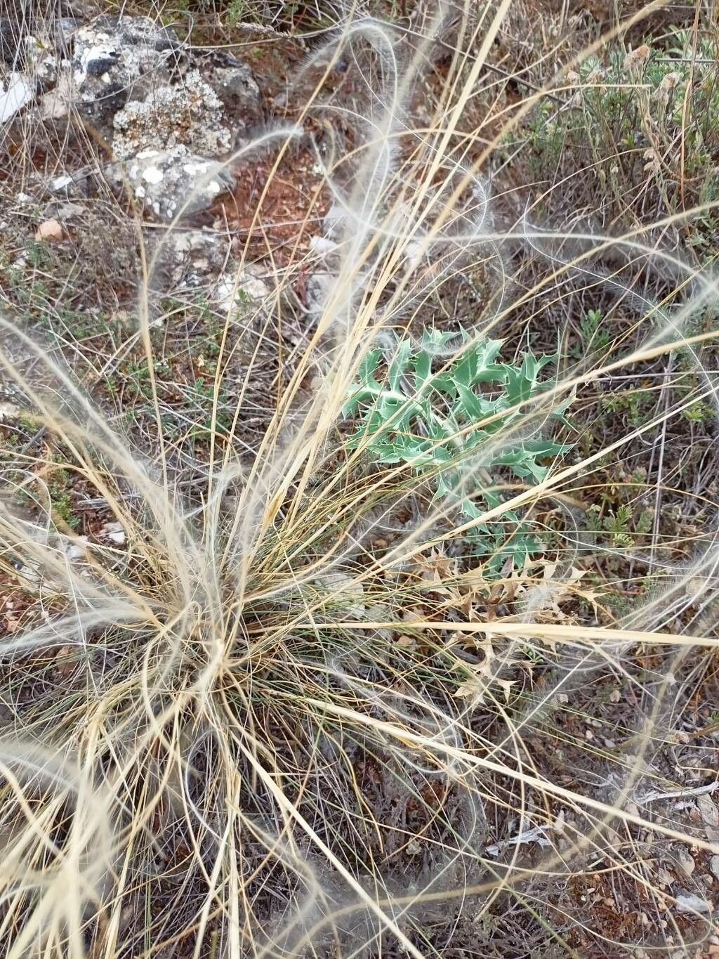 Stipa barbata fruit
