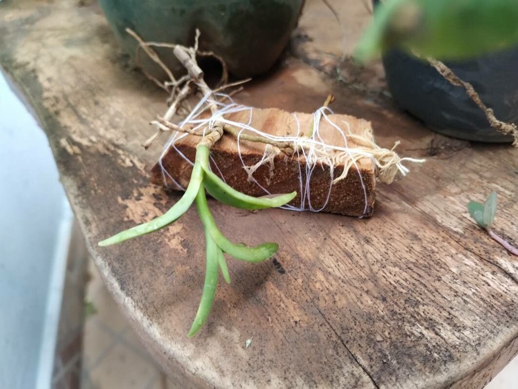 Epidendrum fulgens leaf