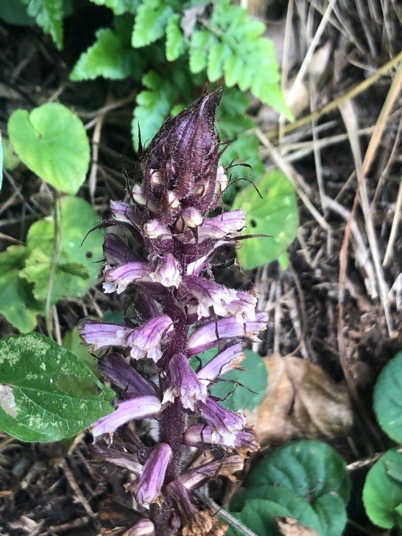 Orobanche hederae flower