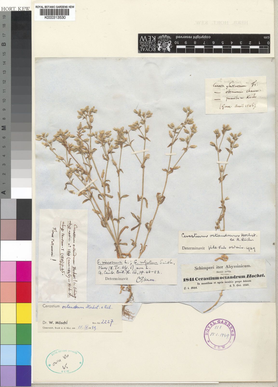 Cerastium octandrum — houseplant care guide