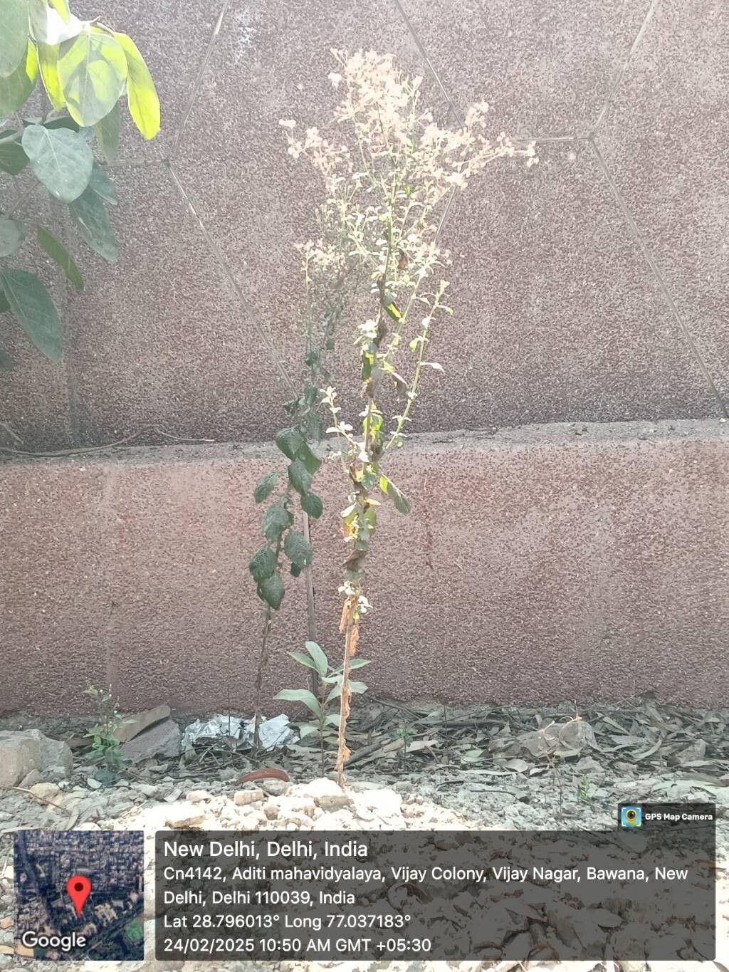 Blumea axillaris — related species from the same genus