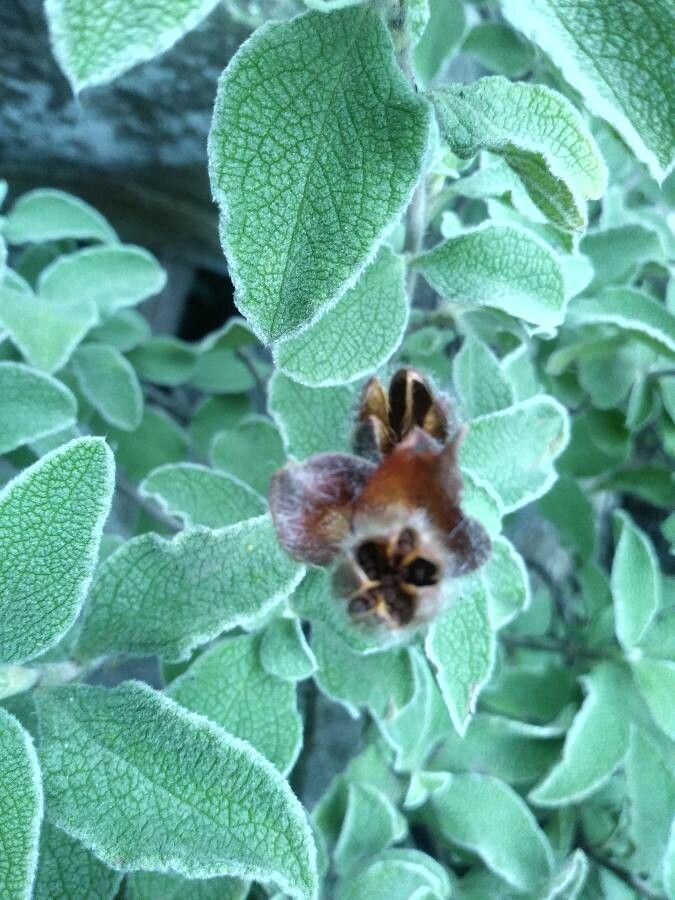 Cistus creticus fruit